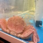 🦀すすきので「カニ」を食べるなら「一笑」🦀