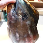 【長崎直送】本マグロ1頭丸ごと入荷！希少部位や贅沢3種盛りを味わう特別な夜🐟🔥